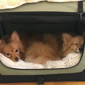 Meet your Posher, Renee